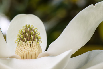 Close up of a magnolia blossom in bloom with a shallow depth of field and copy space © clsdesign