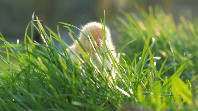 little yellow chicken sitting in green grass, moving heads and pecking grass. 4k. Close up