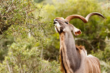 Kudu stretching for a leaf to eat - obrazy, fototapety, plakaty