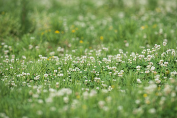 Background field of clover with a shallow depth of field
