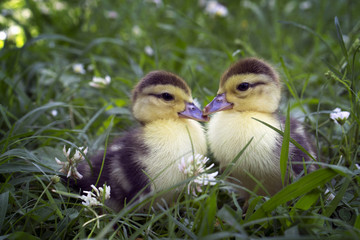 Two small cute duckling sitting in the grass