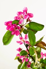 Twig with blossoming pink sakura.