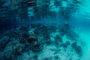 Dreamy Underwater Landscape in Palau
