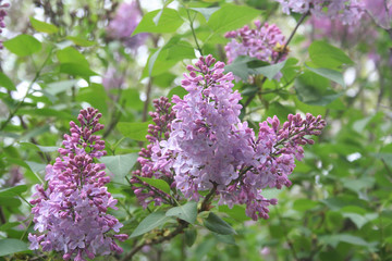 Fototapeta premium Buddleja davidii in giardino. Cespuglio dai fiori rosa.