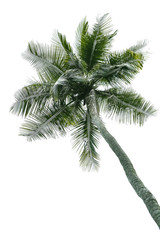 Coconut tree isolated on white background