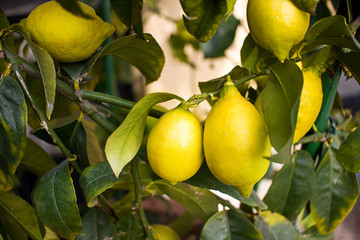 Lemon tree