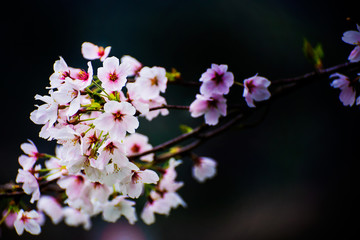 桜・春景色・加工素材