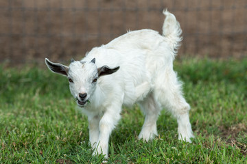 Naklejka na ściany i meble Baby white goat in a meadow with a shallow depth of field