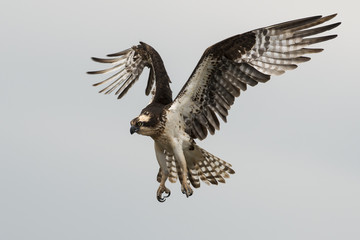 Osprey coming in for a landing