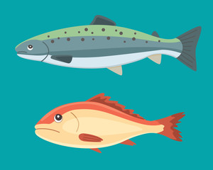 seafood vector black and white vintage illustration of salmon fish. Isolated object.