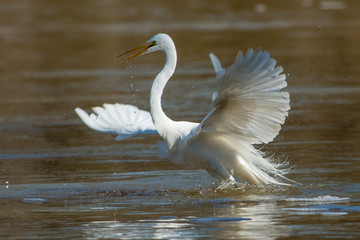 Great white egret with beautiful plumage fishing