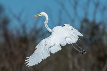 Great white egret with beautiful plumage in flight