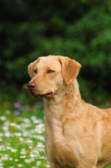 Typical Chesapeake Bay Retriever