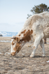 Cow eat the grass on lake Baikal, Russia