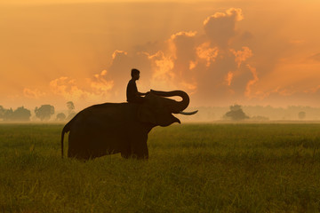 Thailand Elephant on rice field sunrise and Mahout relaxing. Thailand is a country with amazing...