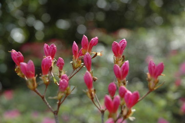 Fototapeta premium Pink Flowers 