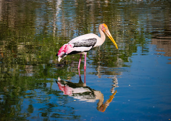 Bird in water, reflect