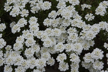 Blühende weisse Polsterblumen auf Gartenmauer im Frühling