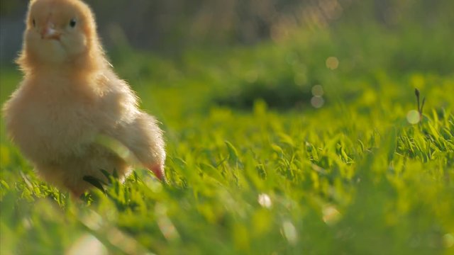 little yellow chicken sitting in green grass, moving heads and pecking grass. 4k. Close up