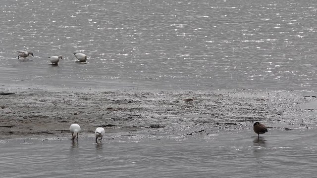 oiseaux migrateurs
