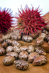 Castor seeds (Ricinus communis)