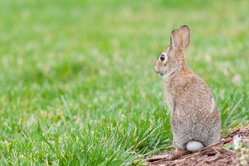 Cottontail bunny rabbit sitting in grass with a shallow depth of field