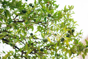 Green fruits of mandarin on the branches of a tree in Montenegro