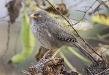 The jungle babbler (Turdoides striata) is a member of the family Leiothrichidae found in the Indian...