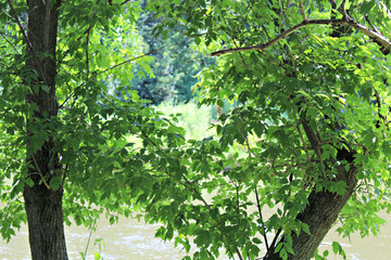 Obraz premium Camping on the Zumbra River, Minnesota