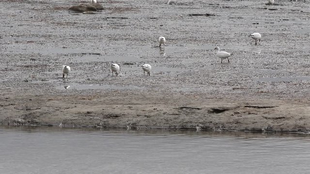 oiseaux migrateurs
