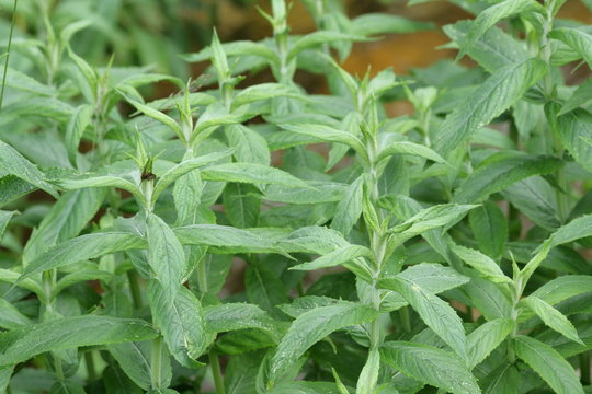 menthe sylvestre ou menthe à feuilles longues , Mentha longifolia