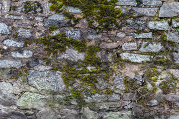 The surface of the old stone English fence. Moss and lichens grew on the rocks. Natural background.