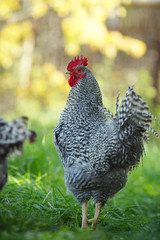 Rooster in the garden on a background of green grass and autumn leaves.