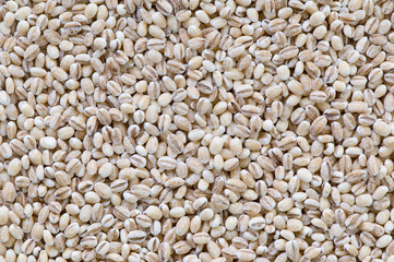 Barley seeds grain close up background