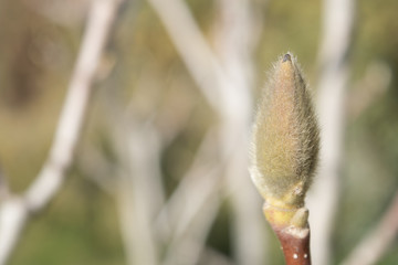 Delicate light green fluffy buds of magnolia in early spring