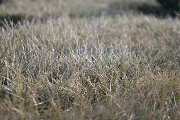 Background of a shaved lawn in grayish colors in early spring on a sunny day