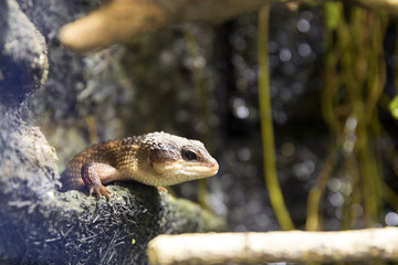 Lizard in terrarium