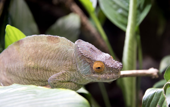 Lizard in terrarium chameleon