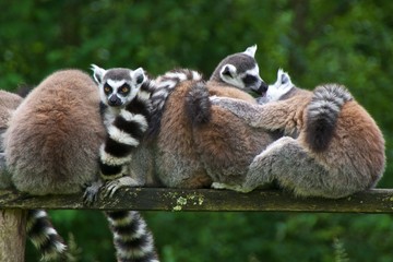 Group of ring-tailed lemurs (lemur catta) huddling together. Parc des Félins, Lumigny-Nesles-Ormeaux, France.