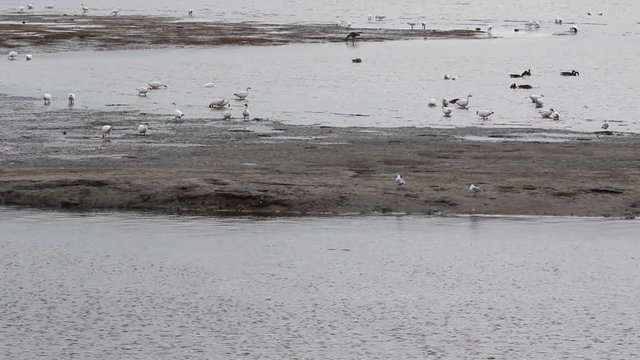 oiseaux migrateurs

