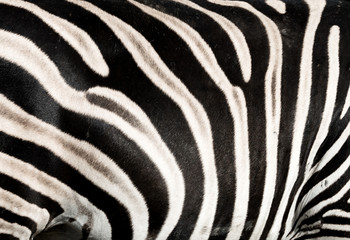 Closeup of a zebra pattern