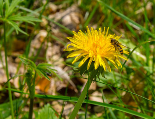 Eine Biene ist im Frühling auf einer Blüte gelandet und sammelt Nektar ein.