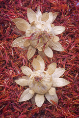 Safflower, false saffron (Carthamus tinctorius).