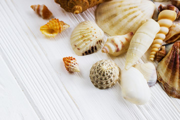 Sea shells collection on white wooden background.