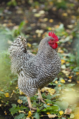 Rooster in the garden on a background of green grass and autumn leaves.