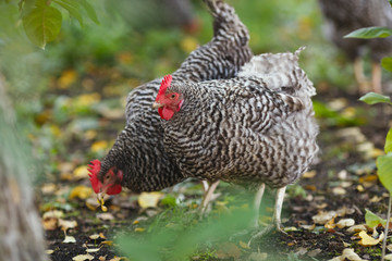 Сhickens in the garden on a background of green grass and autumn leaves.