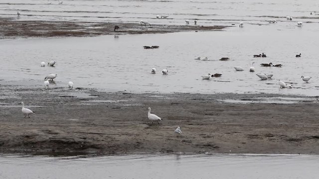 oiseaux migrateurs
