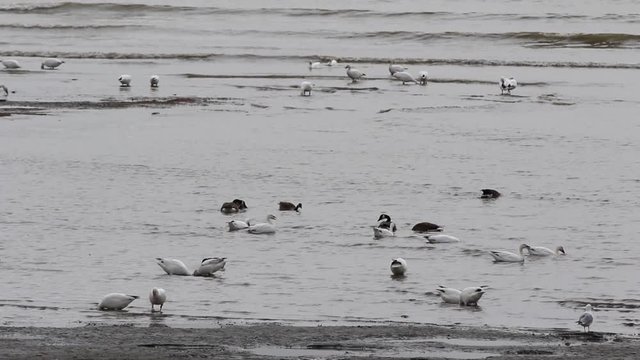 oiseaux migrateurs

