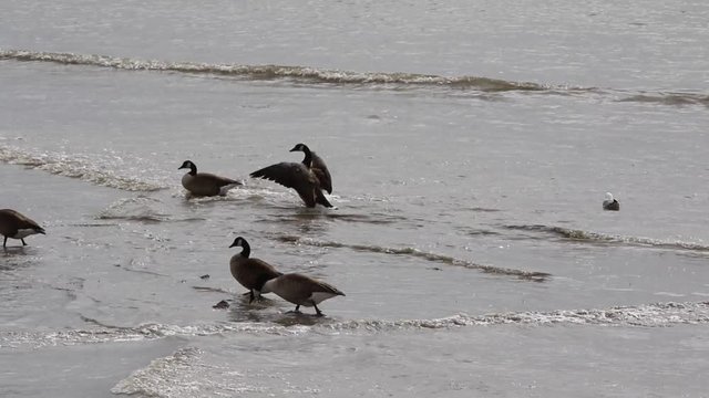 oiseaux migrateurs
