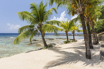 Palm Shadows and Coral Reef